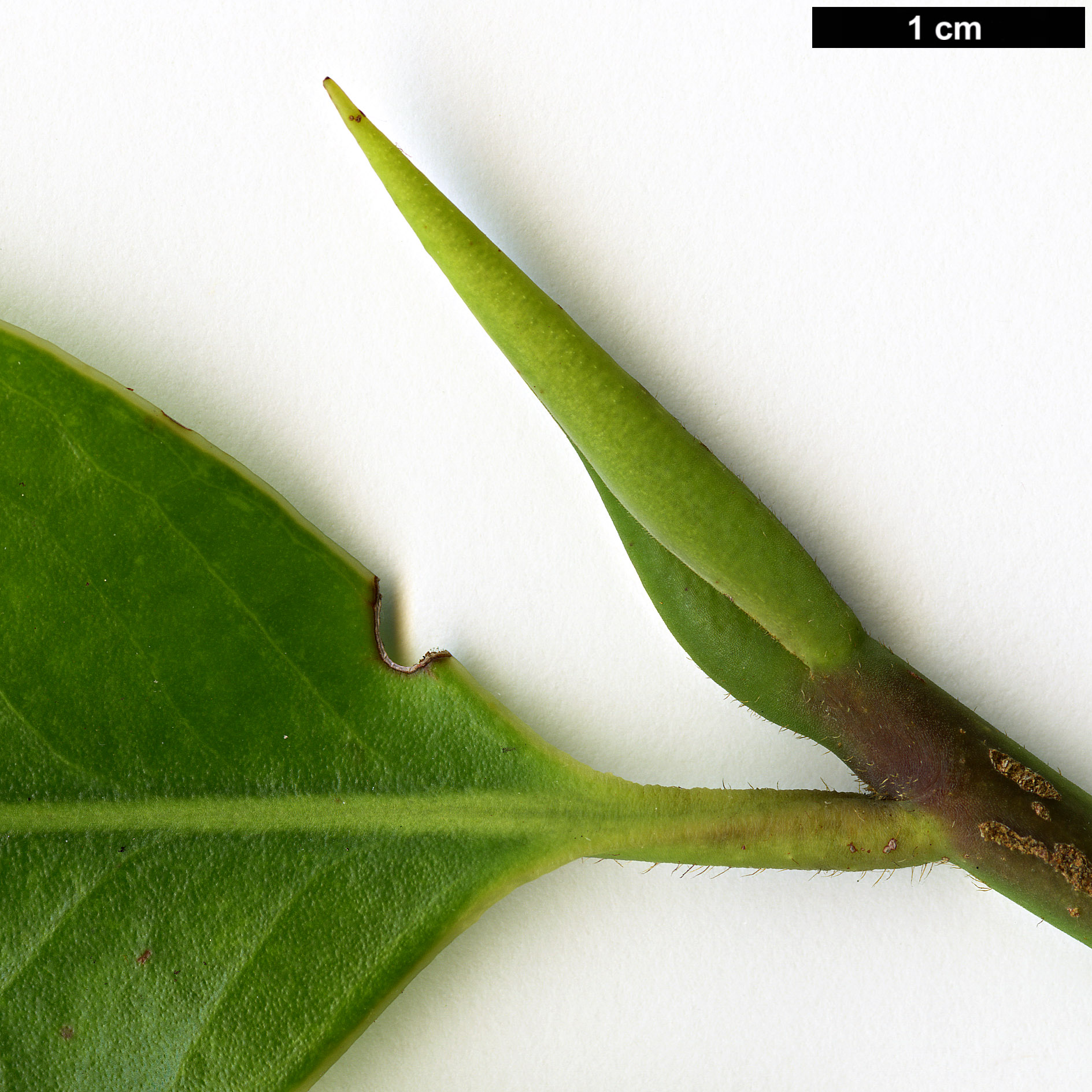 High resolution image: Family: Pentaphylacaceae - Genus: Cleyera - Taxon: pachyphylla 